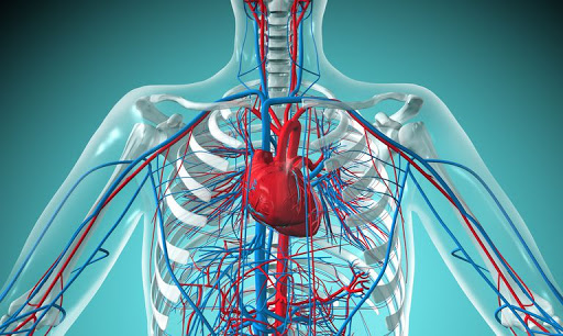 Cardio of krachttraining voor afvallen